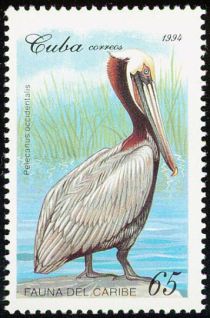 Brown Pelican (Pelecanus occidentalis)