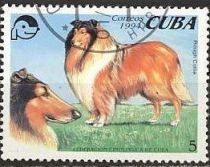 Rough Collie (Canis lupus familiaris)