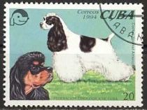 American Cocker Spaniel (Canis lupus familiaris)