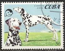 Dalmatian (Canis lupus familiaris)