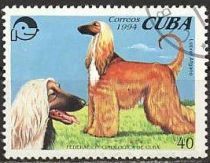 Afghan Hound (Canis lupus familiaris)