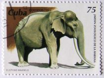 Asian Elephant (Elephas maximus)