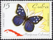 Florida Purplewing (Eunica tatila)