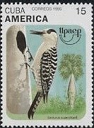 West Indian Woodpecker (Centurus superciliaris)