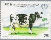 Siboney Cow (Bos primigenius taurus)