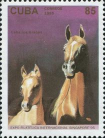 Light Brown Arabian Horse (Equus ferus caballus)