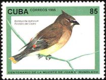 Cedar Waxwing (Bombycilla cedrorum)