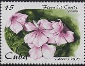 Vicaria (Catharanthus roseus)