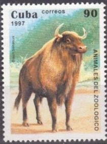 European Bison (Bos bonasus)