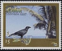 Cuban Crow (Corvus nasicus), Jutia Key