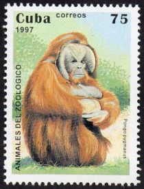 Bornean Orangutan (Pongo pygmaeus)