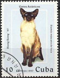 Brown-point Siamese (Felis silvestris catus)