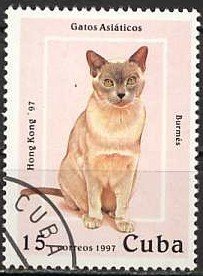 Burmese Cat (Felis silvestris catus)