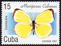 Dina Yellow (Eurema dina)