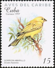 Saffron Finch (Sicalis flaveola)