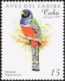 Blue-crowned Trogon (Trogon curucui)