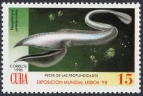 Pelican Eel (Eurypharynx pelecanoides)