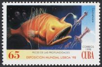 Fanfin Anglerfish (Caulophryne sp.)