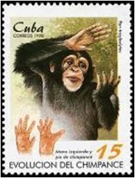 Chimpanzee (Pan troglodytes), Hand and Foot