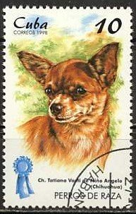 Chihuahua (Canis lupus familiaris)