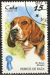 Beagle (Canis lupus familiaris)