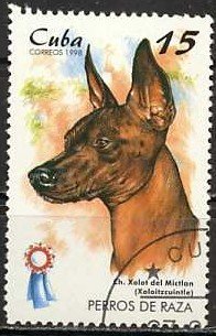 Mexican Hairless Dog (Canis lupus familiaris)