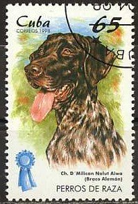 German Pointer (Canis lupus familiaris)