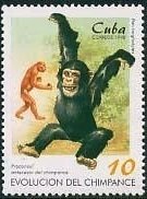 Chimpanzee (Pan troglodytes) and Proconsul