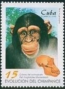 Chimpanzee (Pan troglodytes) and Cranium