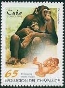 Chimpanzee (Pan troglodytes) and new Born