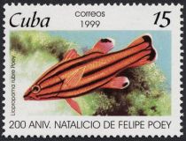 Peppermint Bass (Liopropoma rubre)