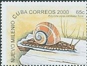 Cuban Land Snail (Polymita picta ssp. iolimbata)