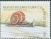 Cuban Land Snail (Polymita picta ssp. roseolimbata)