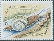 Land Snail (Polymita versicolor)