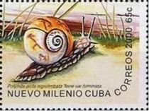 Cuban Land Snail (Polymita picta ssp. nigrolimbata)