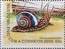 Cuban Land Snail (Polymita picta picta)