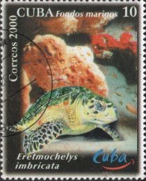 Hawksbill Turtle (Eretmochelys imbricata)