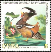 Mandarin Duck (Aix galericulata)