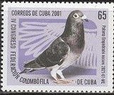 Paloma empedrado oscuro (Columba livia forma domestica)