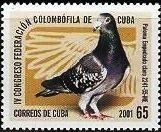 Paloma Empedrado claro (Columba livia forma domestica)