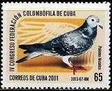 Paloma Mosaico 3013 (Columba livia forma domestica)