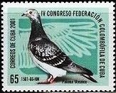 Paloma Mosaico 1561 (Columba livia forma domestica)