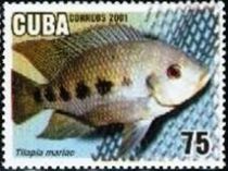 Five Spot Tilapia (Tilapia mariae)