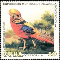 Golden Pheasant (Chrysolophus pictus)