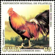 Red Junglefowl (Gallus gallus)