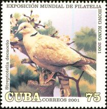 Eurasian Collared Dove (Streptopelia decaocto)