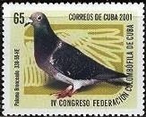 Paloma Bronceado (Columba livia forma domestica)