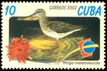 Greater Yellowlegs (Tringa melanoleuca)