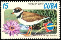 Semipalmated Plover (Charadrius semipalmatus)