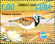 Sora (Porzana carolina) (see Description)